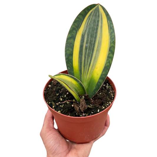 Variegated Shark Fin Snake Plant - Sansevieria masoniana