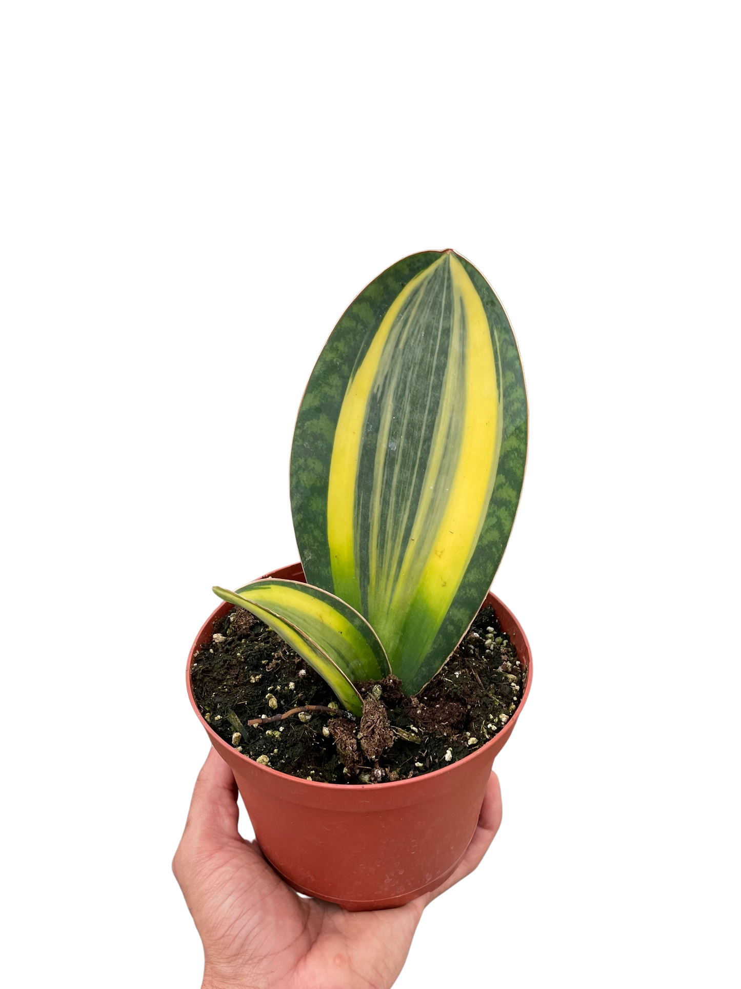 Variegated Shark Fin Snake Plant - Sansevieria masoniana