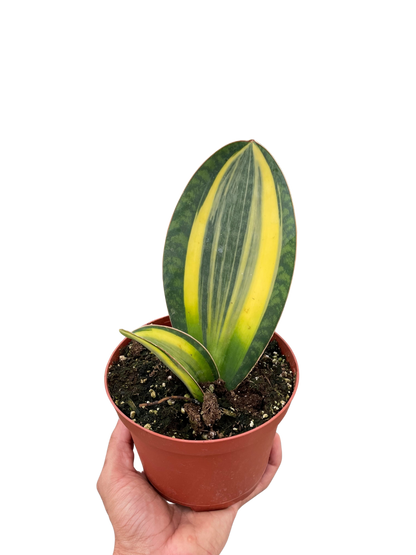 Variegated Shark Fin Snake Plant - Sansevieria masoniana