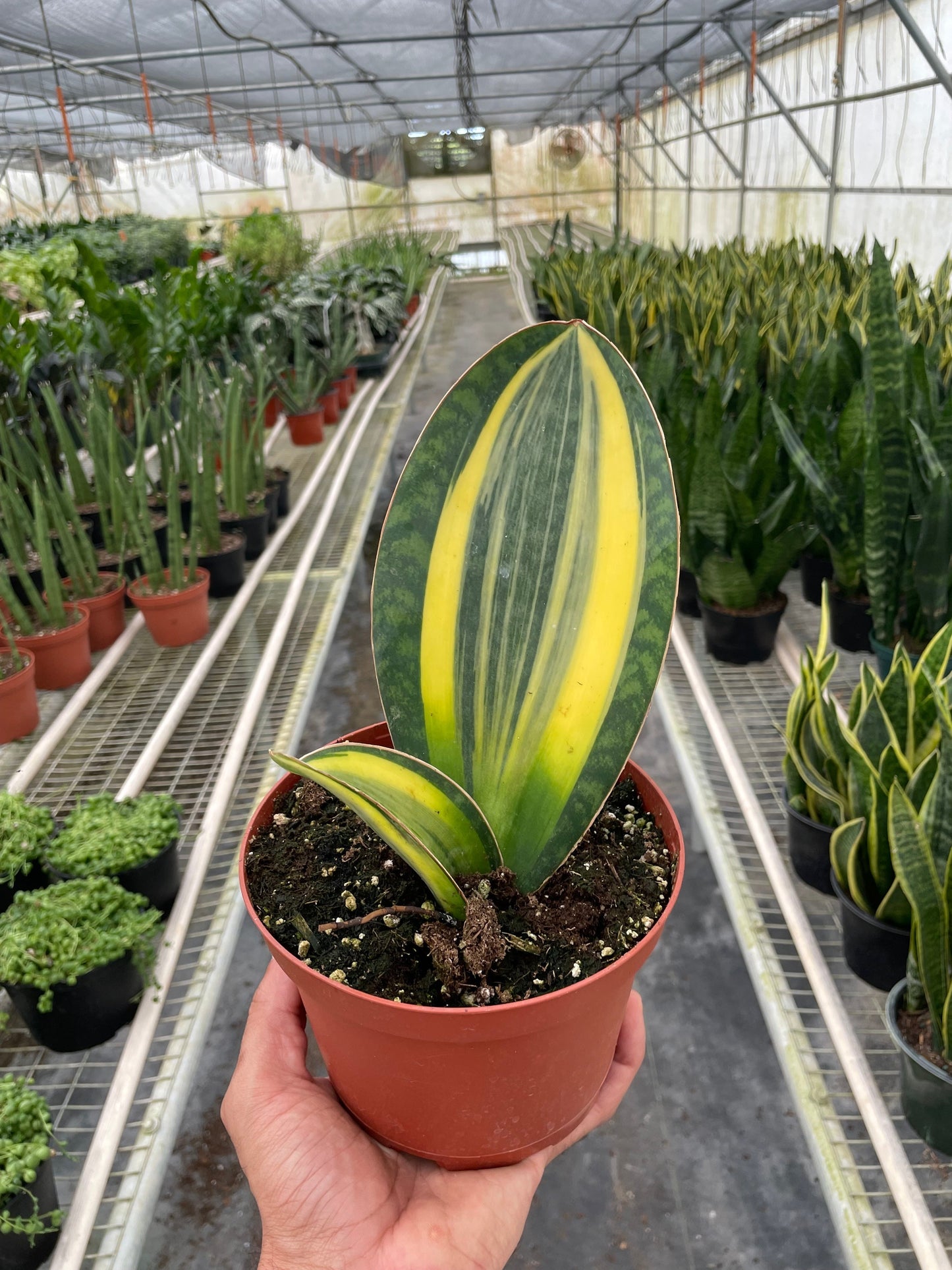 Variegated Shark Fin Snake Plant - Sansevieria masoniana