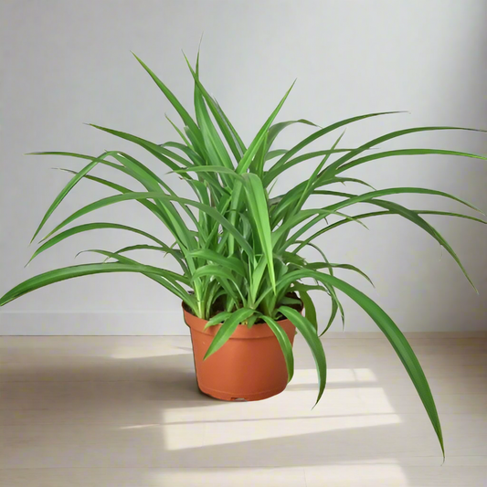 Spider Plant 'Green'