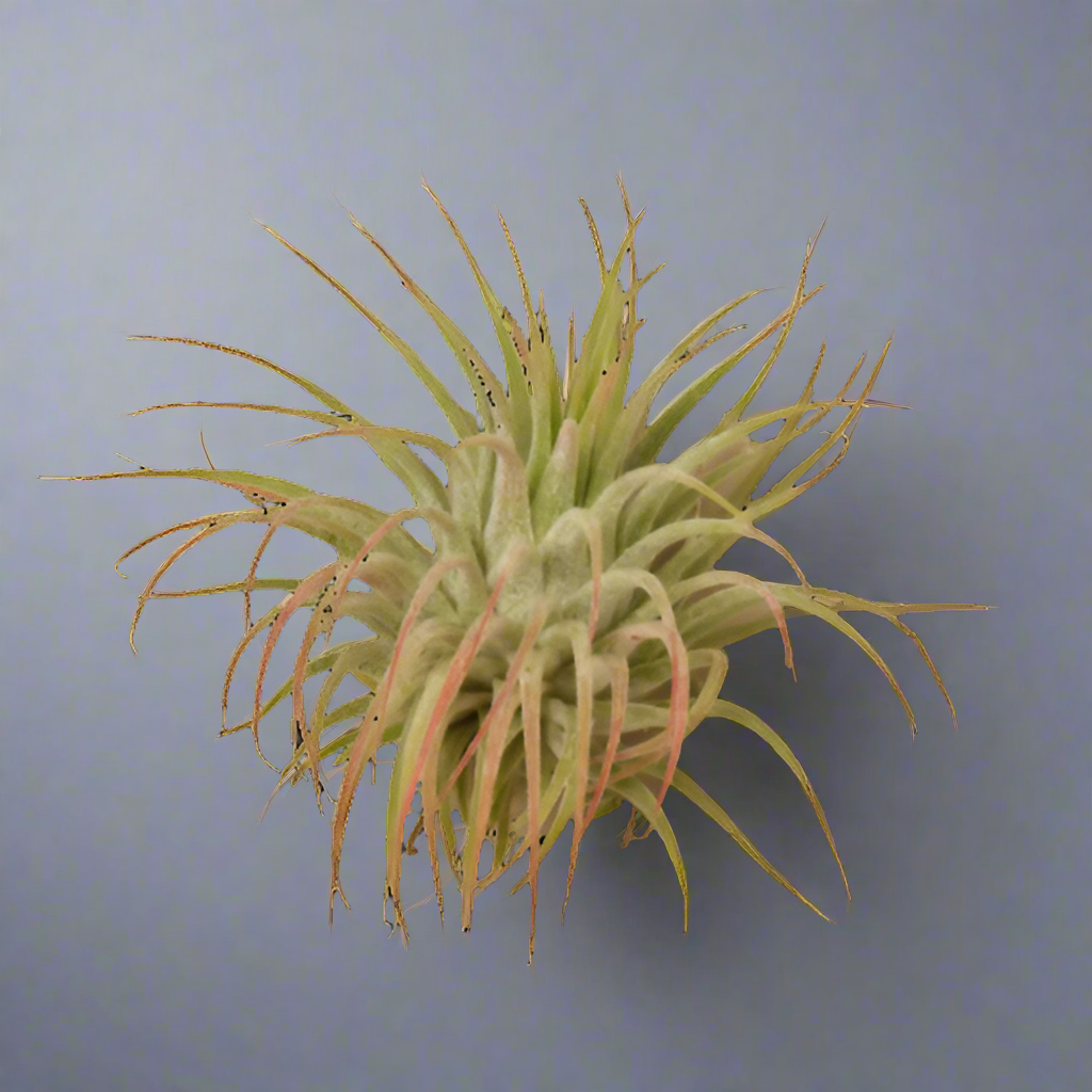 Tillandsia Air Plant Ionantha Guatemala