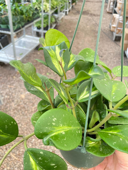 Hoya Obovata Reverse (Hoya obovata)