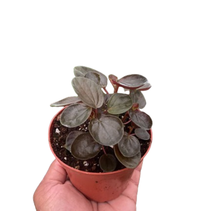 Peperomia 'Rugosa'