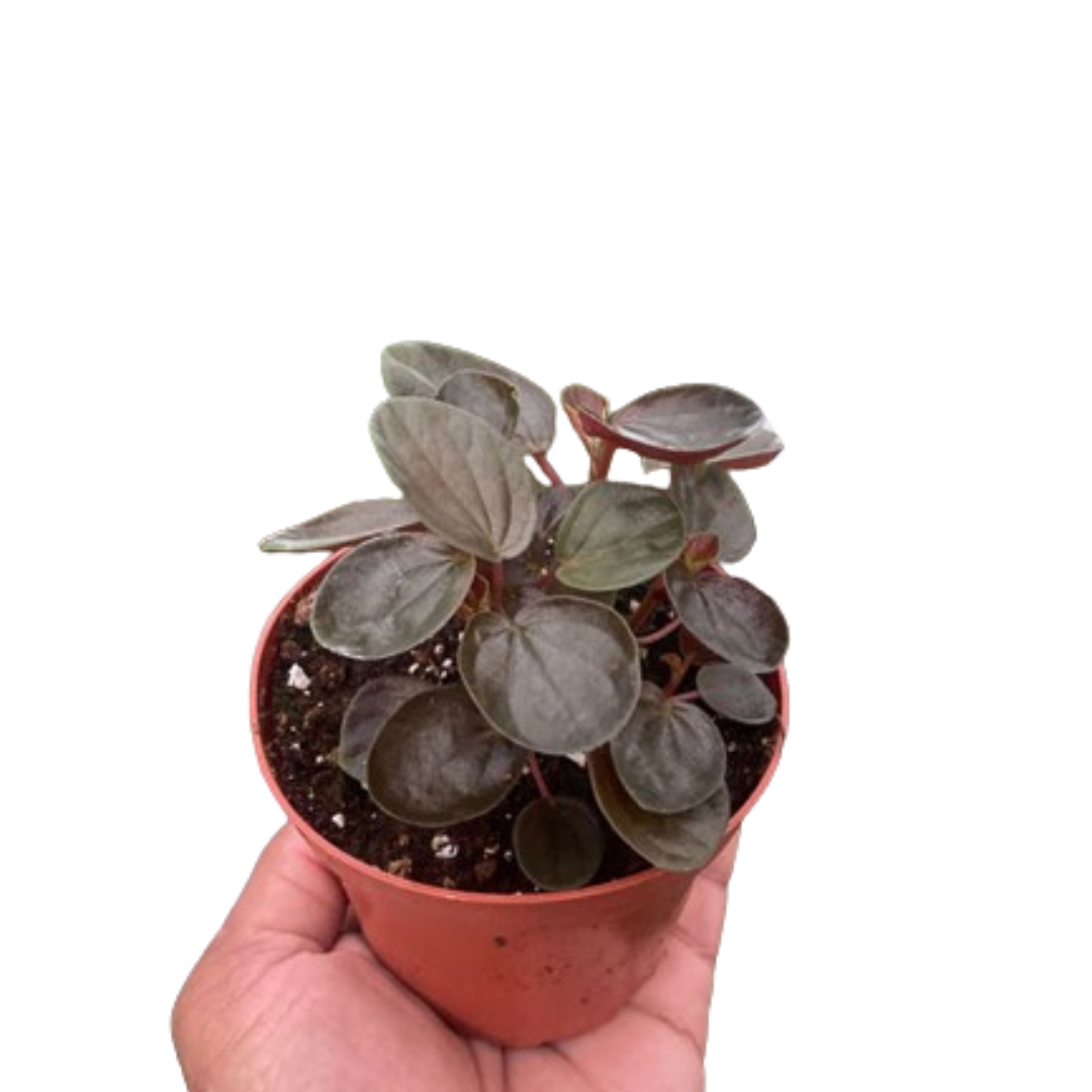 Peperomia 'Rugosa'