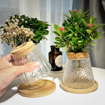 Glass Vase Hydroponic Plants | Modern Soil-Free Propagation Vase