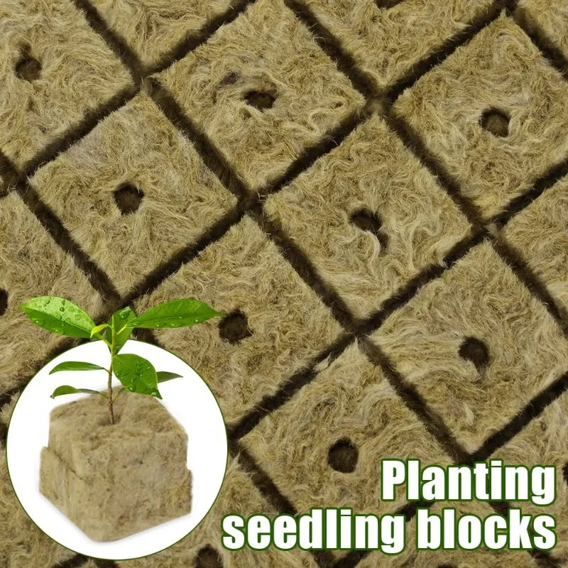 Hydroponic Starter Plugs – Your Seedling’s VIP Ticket to Growth