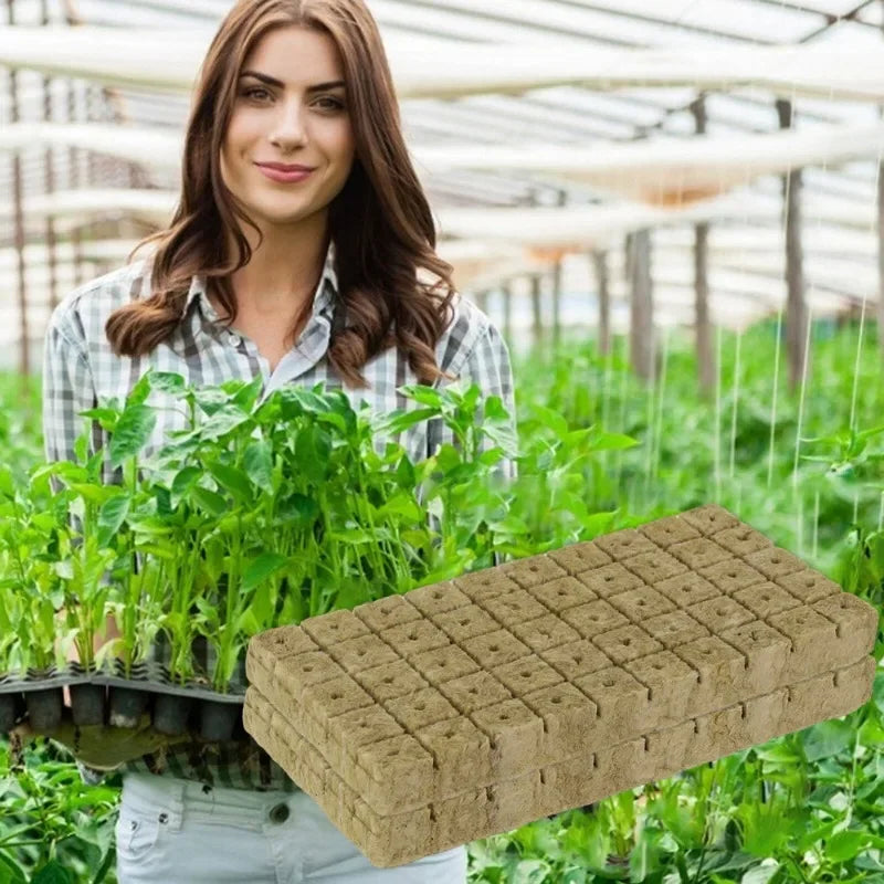 Hydroponic Starter Plugs – Your Seedling’s VIP Ticket to Growth