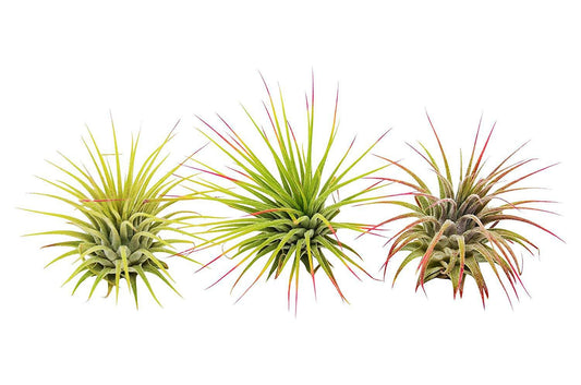 3 Ionantha Guatemala Air Plants / FREE Care Guide