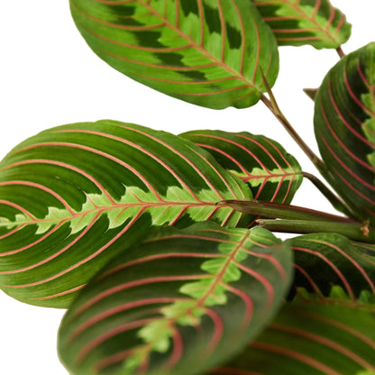 Maranta Red Prayer