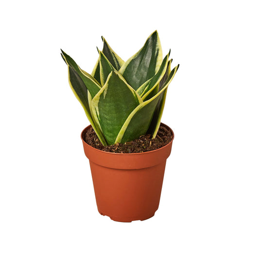 Sansevieria trifasciata (Snake Plant) 'Black Gold'