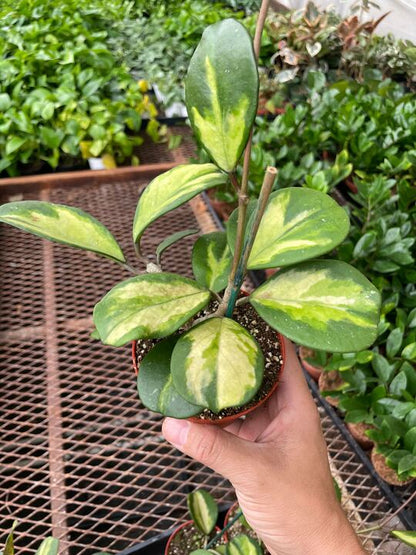 Hoya Obovata Reverse (Hoya obovata)