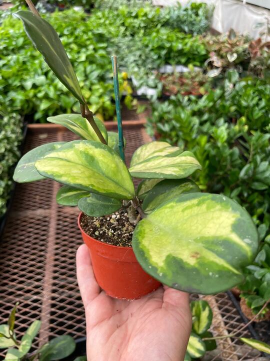 Hoya Obovata Reverse (Hoya obovata)